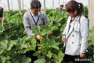菏澤牡丹區沙土鎮 特色果蔬與苗木種植雙輪驅動，繪就助農增收新畫卷
